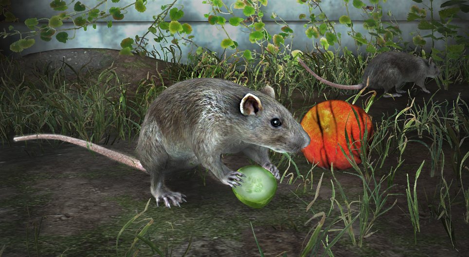 الجرذ البني