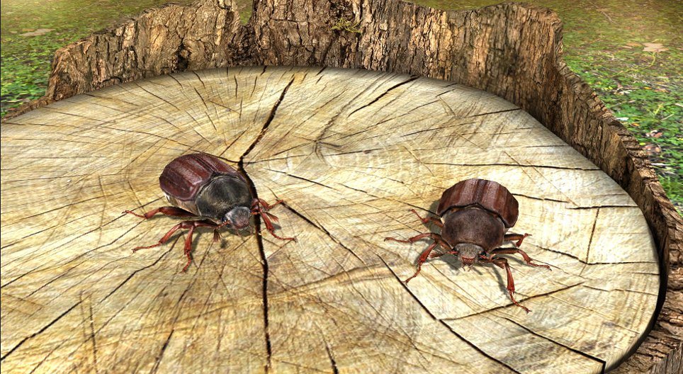 خنافس الميلولونثيناي