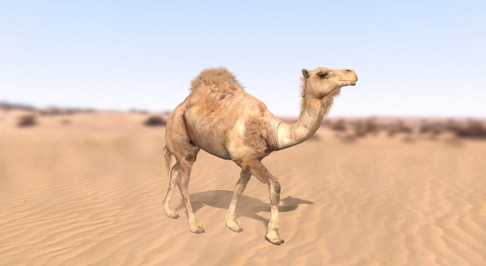 الجمل العربي