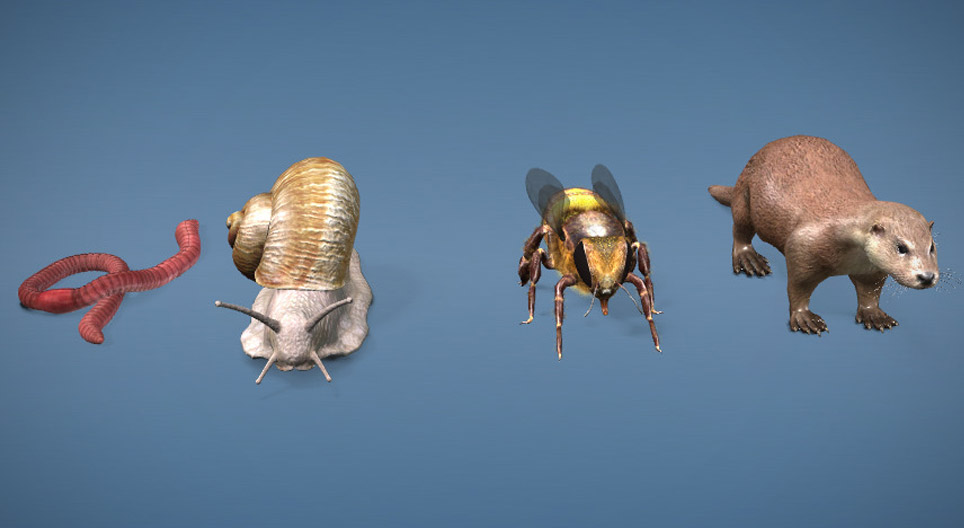 تنوع الأعضاء الحساسة للضوء