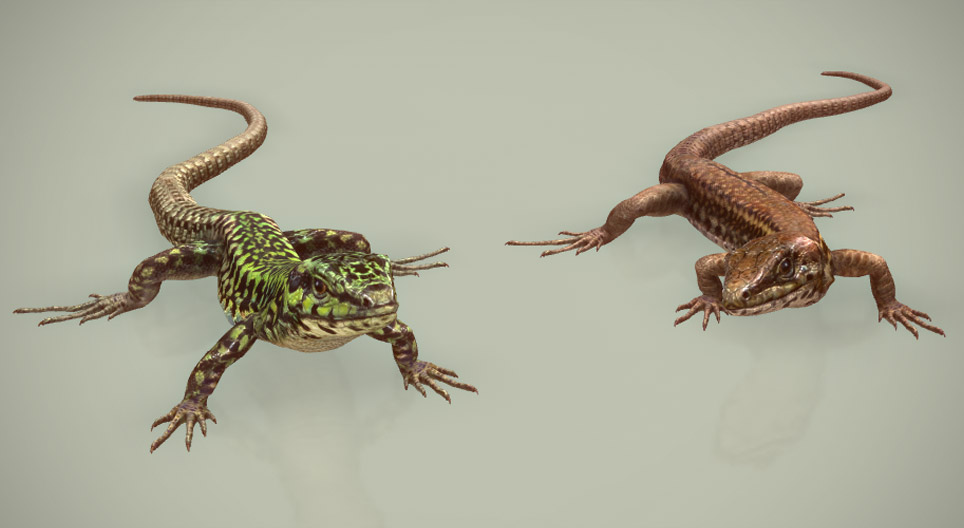 سحلية الجدار المالطية