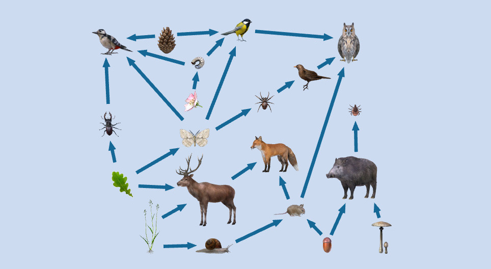 سلاسل غذائية