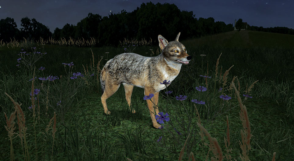 ابن آوى الذهبي