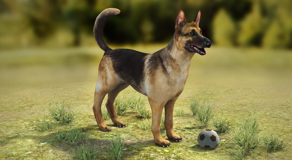 الكلب المنزلي