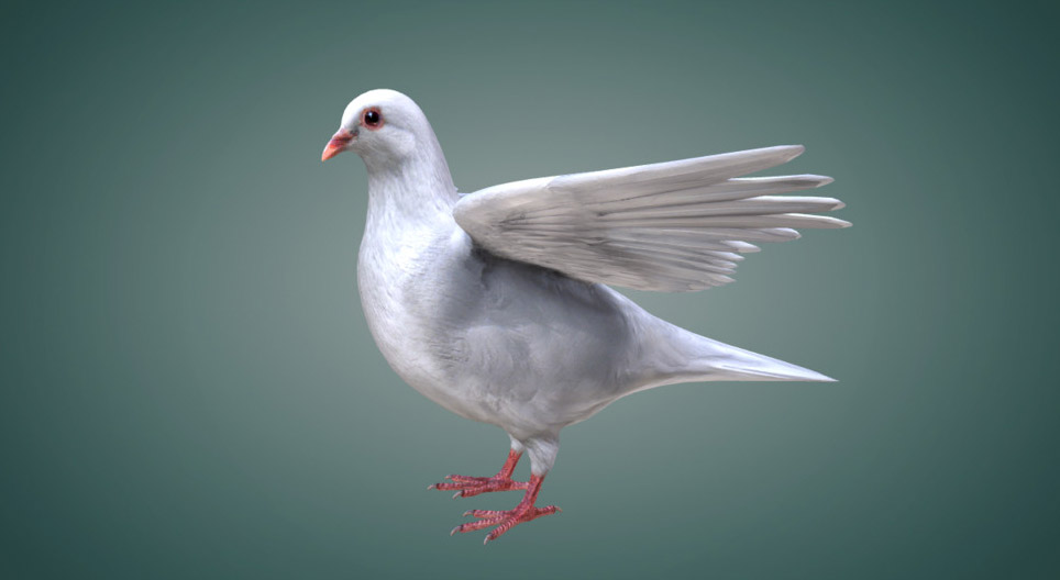 أنواع أرياش الطيور