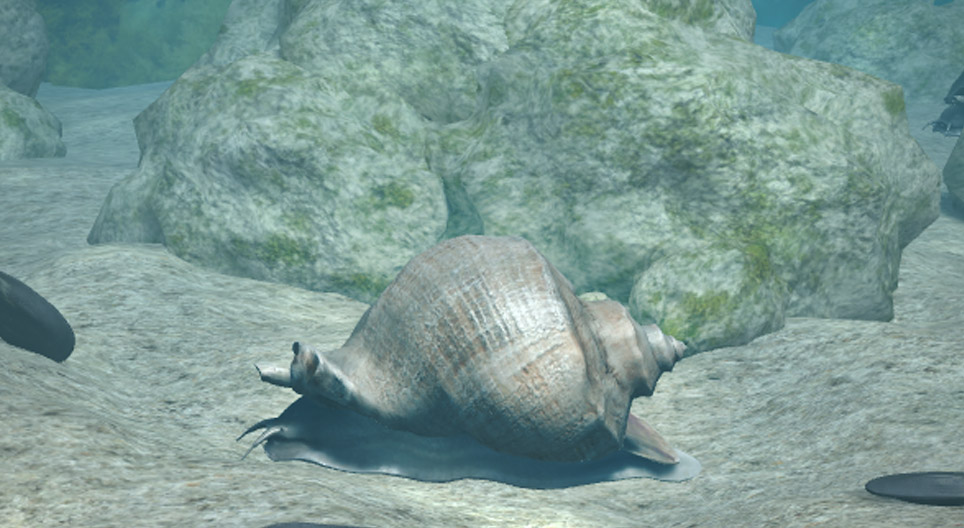 حلزون الرابا الآسيوي