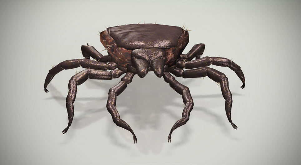 قراد بذر الخروع