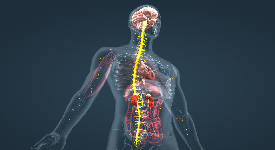 أدرينالين –الثانوي–