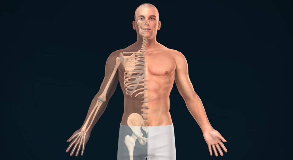 المستويات التشريحية و المحاور و الإتجاهات