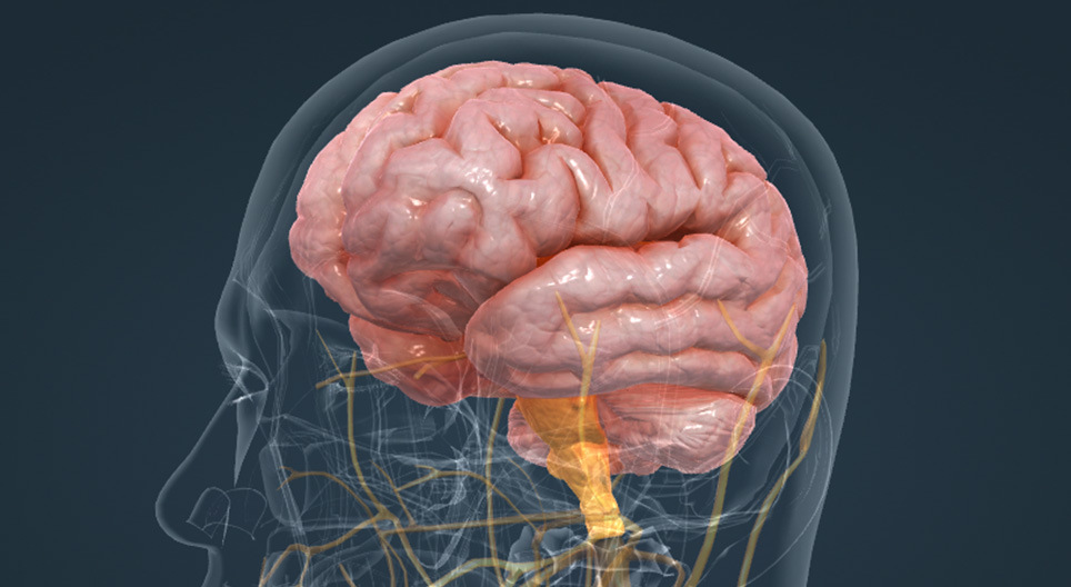 الدماغ البشري