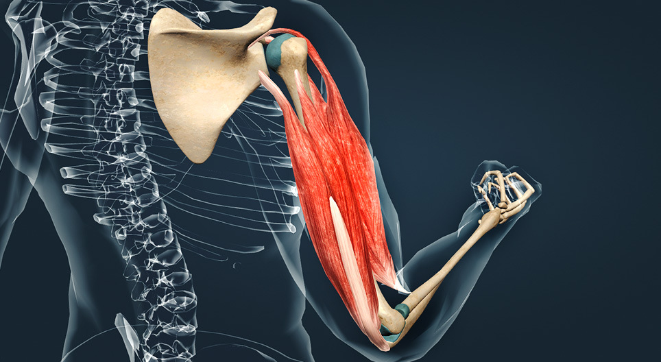 عضلات العضد