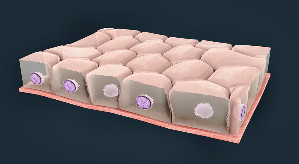 النسج الظهارية