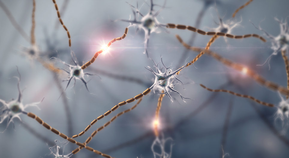 الخلية العصبية، النسيج العصبي