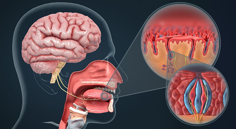 حاسة التذوق