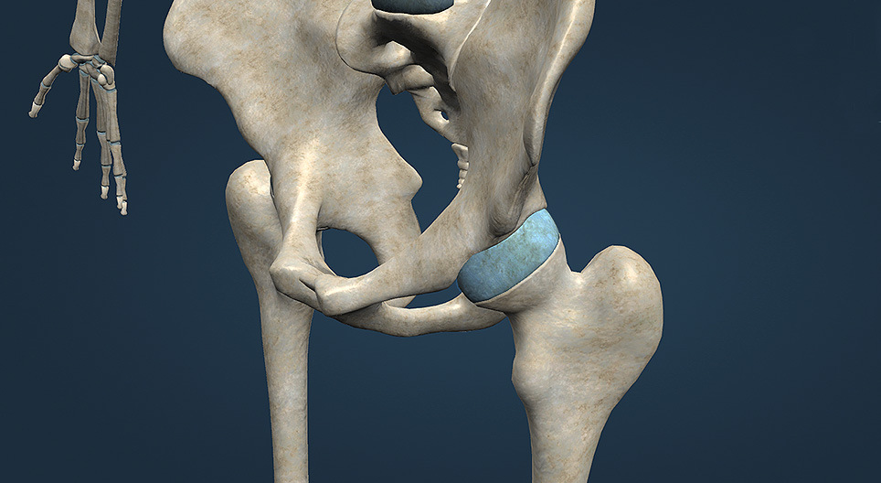 أنواع المفاصل