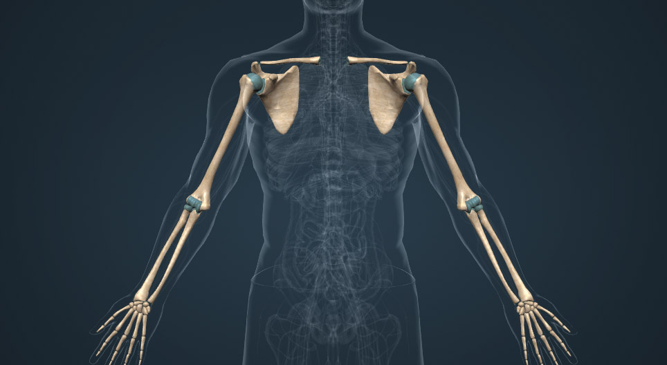 عظام الأطراف العلوية