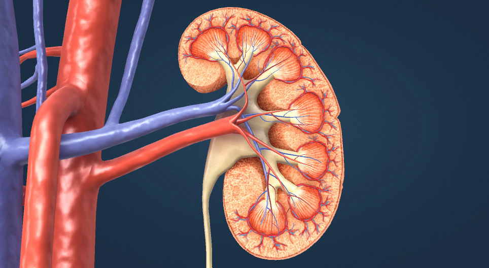 جهاز الإطراح