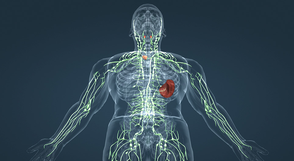 الجهاز اللمفاوي