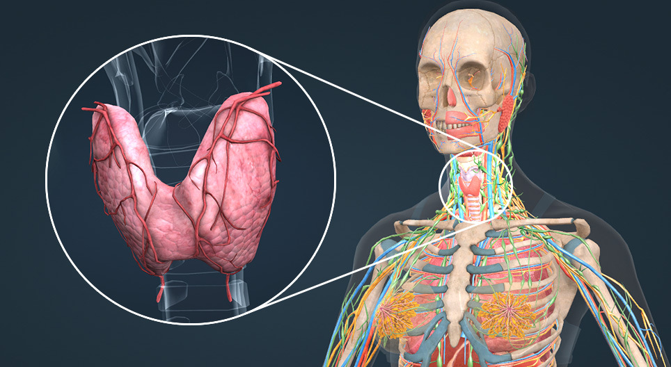 الغدة الدرقية