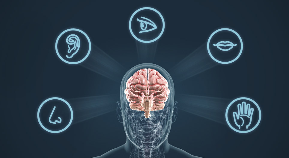 الأعضاء الحسية