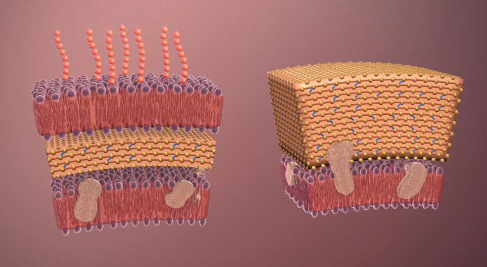 الجراثيم ( مرحلة متقدمة )