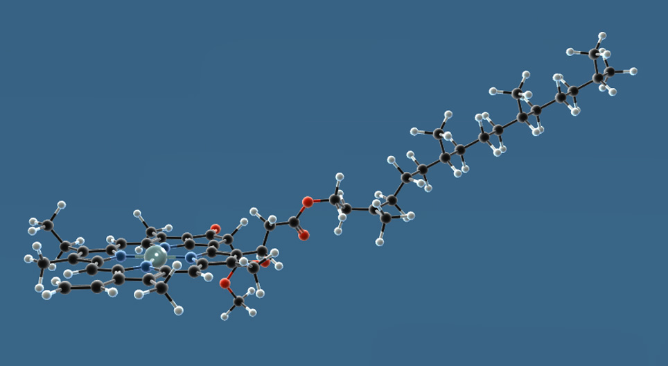 الكلوروفيل