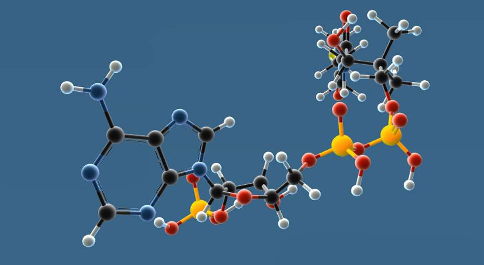 مرفق الأنزيم أ