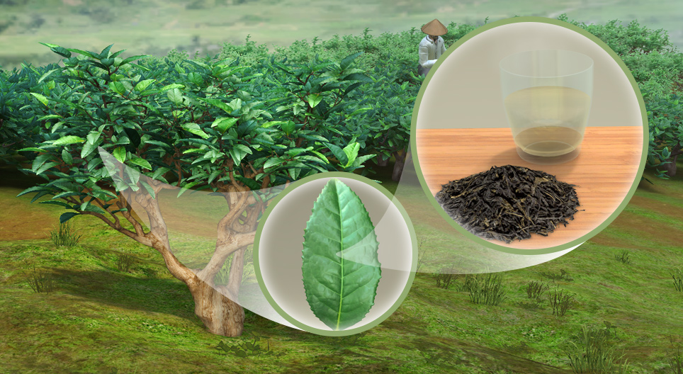 نبات الشاي (Camellia sinensis)