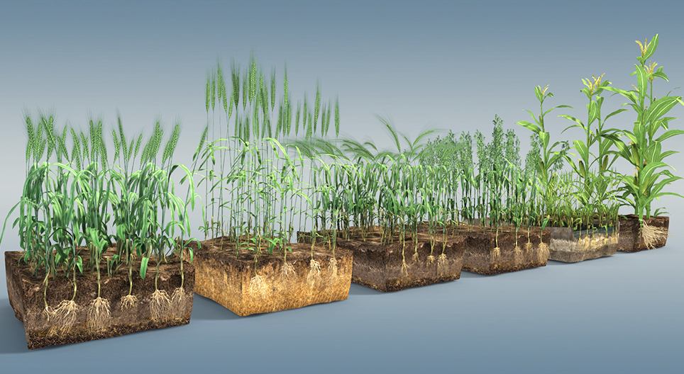 محاصيل الحبوب