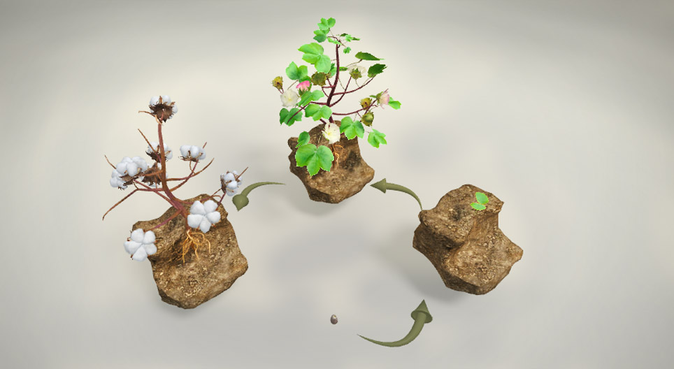 مم تصنع ألياف القطن؟