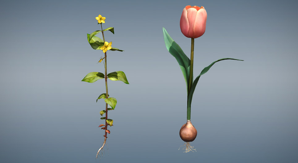 المقارنة بين أحاديات الفلقة و ثنائيات الفلقة