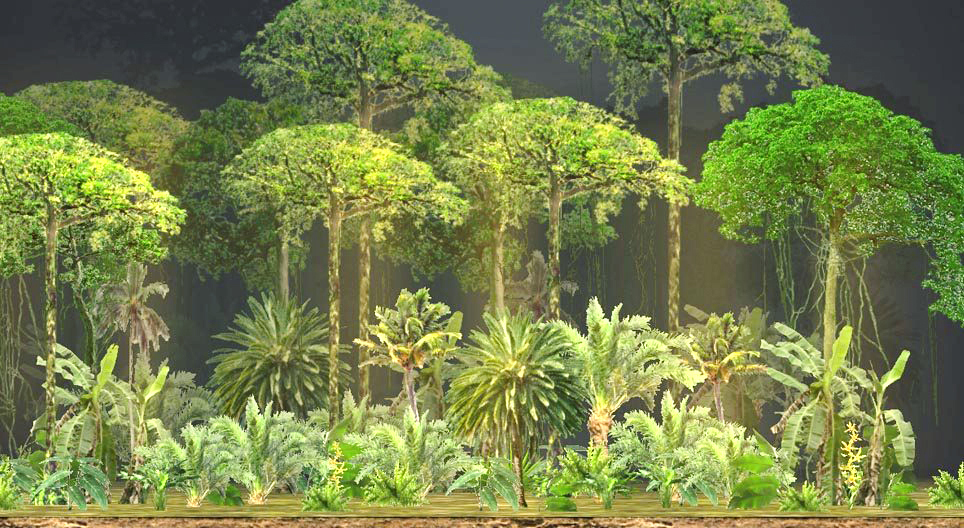 أنواع الغابات