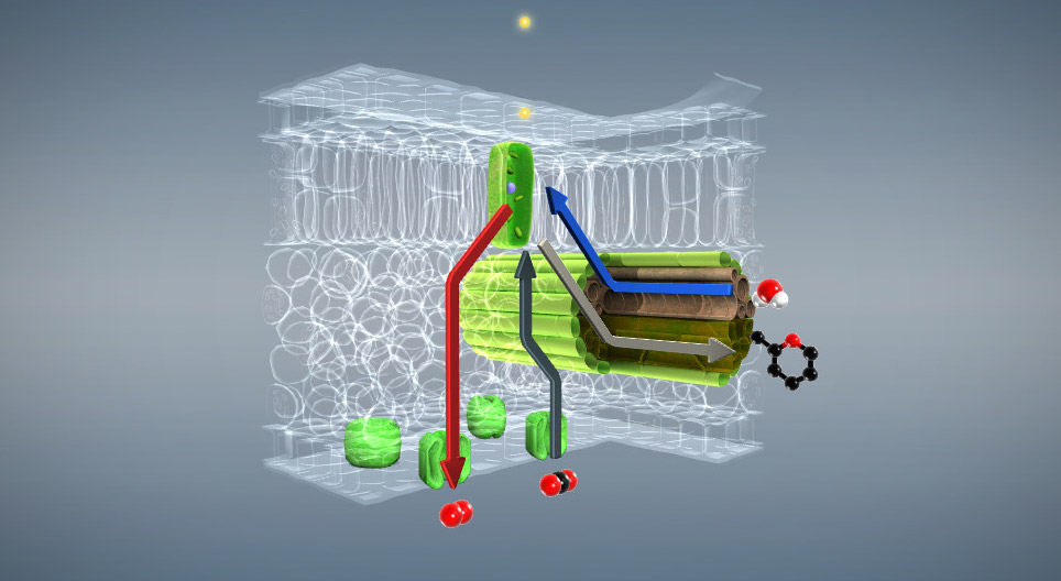 عملية التركيب الضوئي، إبتدائي