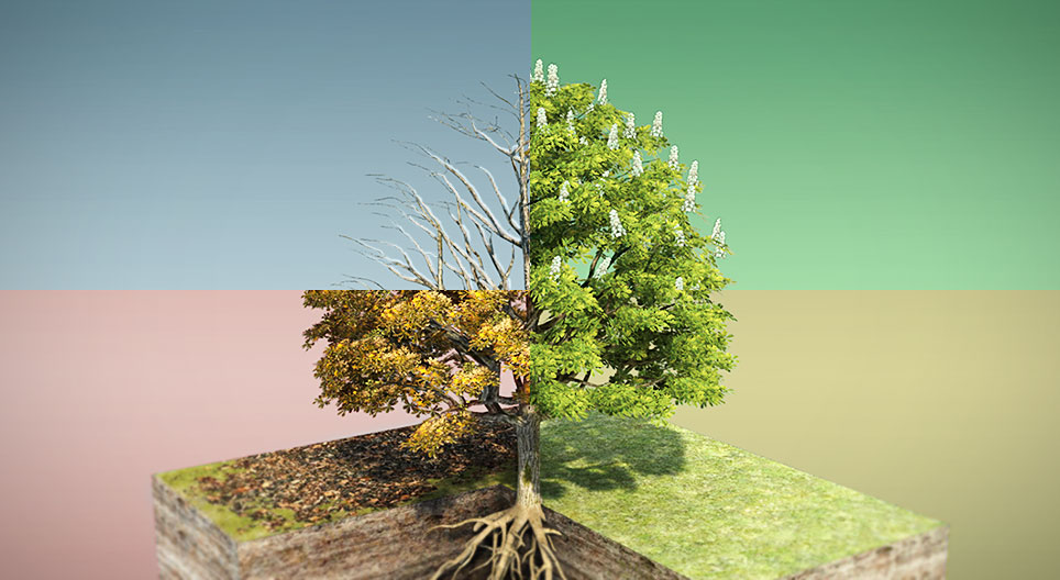 كستناء الحصان