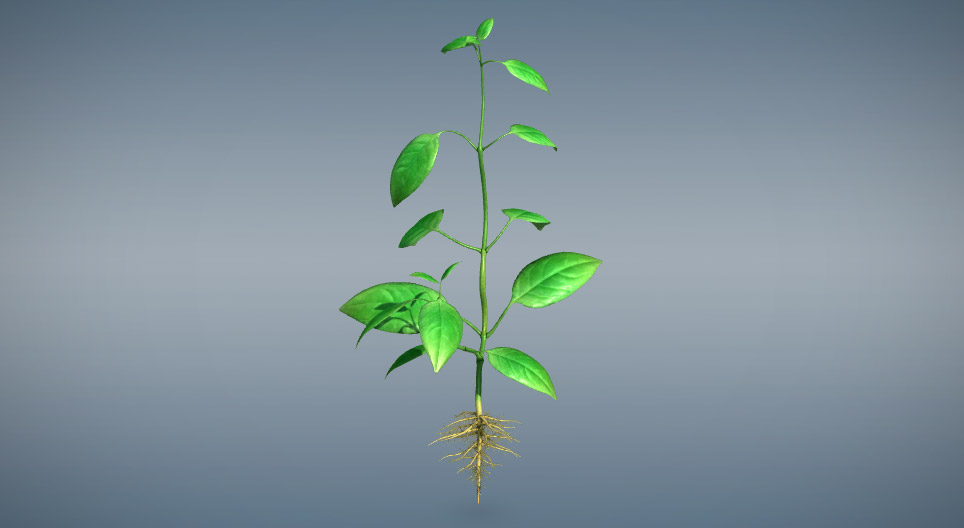 أعضاء النبات الخضرية