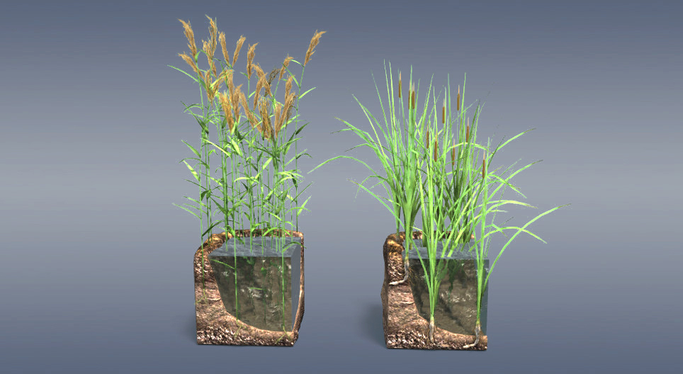 القيصوب و عشب البرك