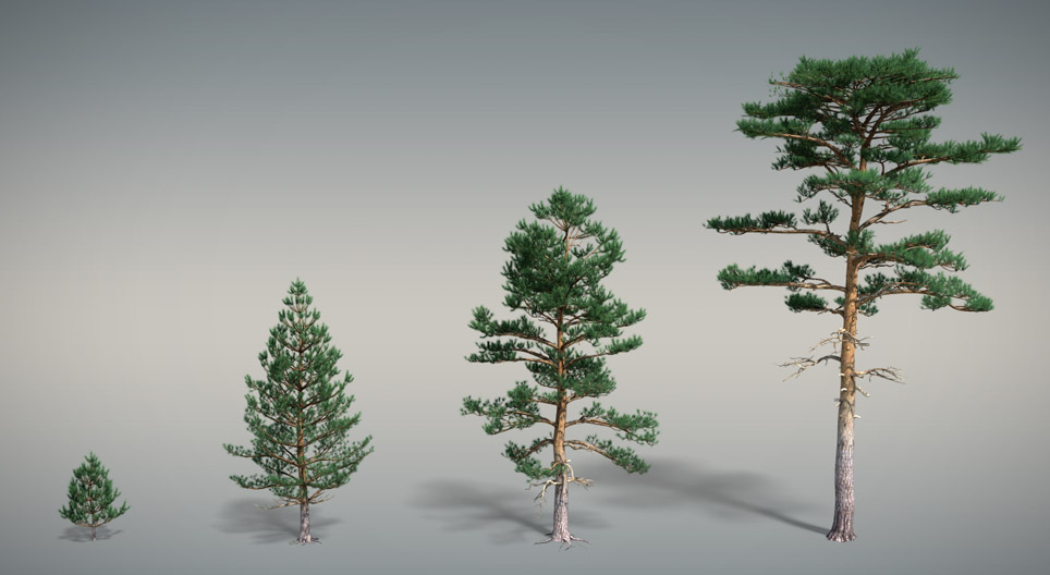 الصنوبر البري