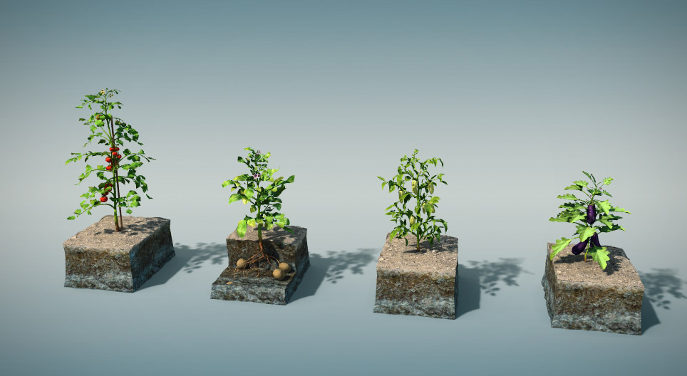 باذنجانيات صالحة للأكل