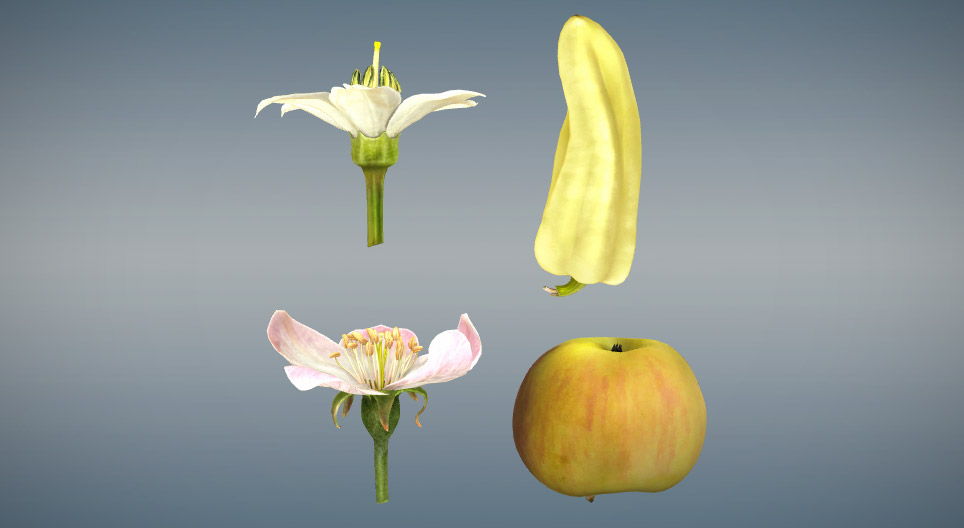 مقارنة بين الثمار الحقيقية و الكاذبة