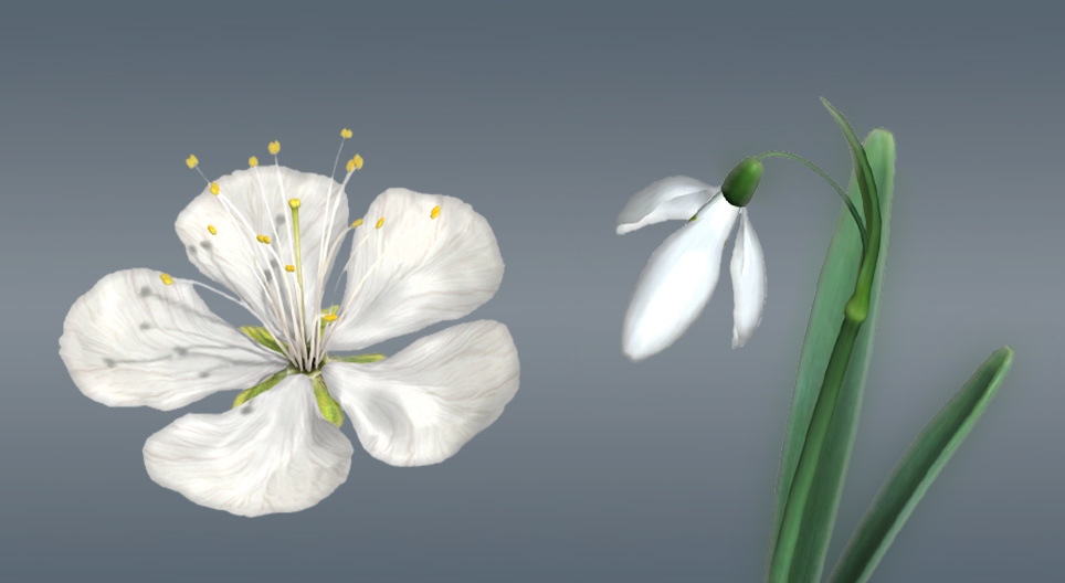 أزهار كأسيات البذور