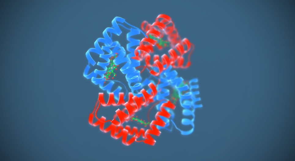 الهيموغلوبين