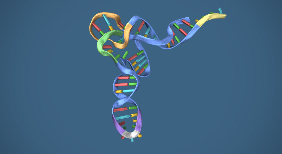 الحمض النووي الريبي RNA