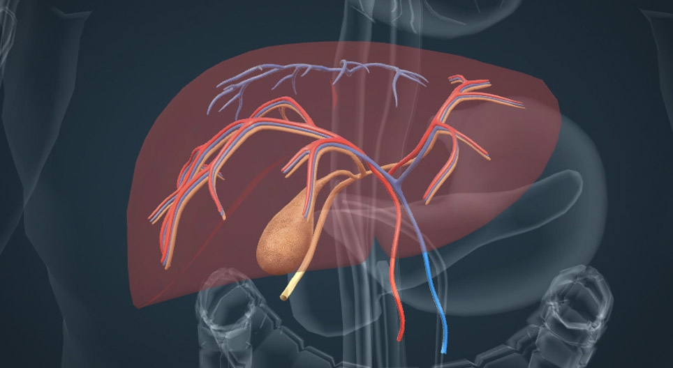 The anatomy and functions of the liver