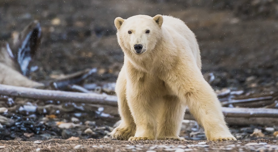 فيديوهات تعليمية