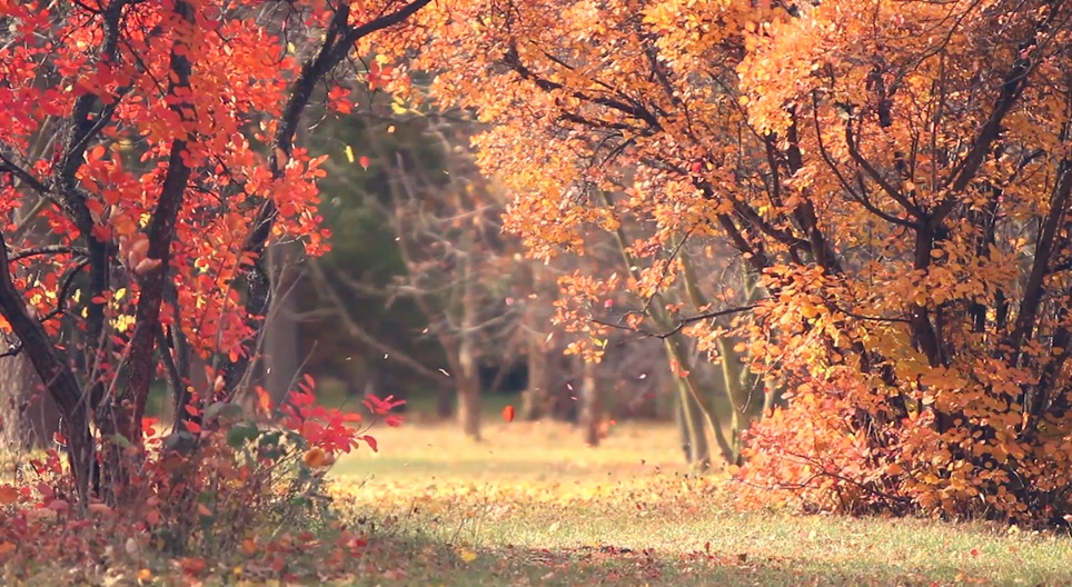 فيديوهات تعليمية