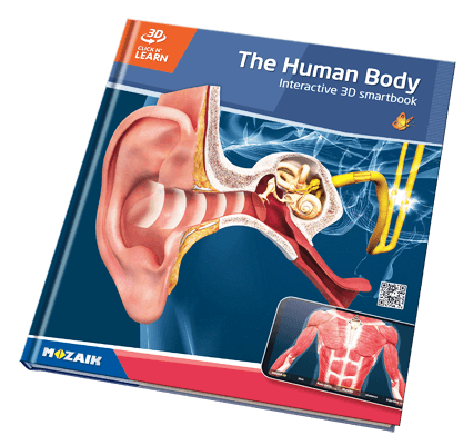 20 سلسلة مع 800 مشهد 3د