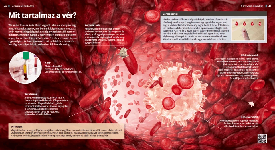Woraus besteht das Blut?