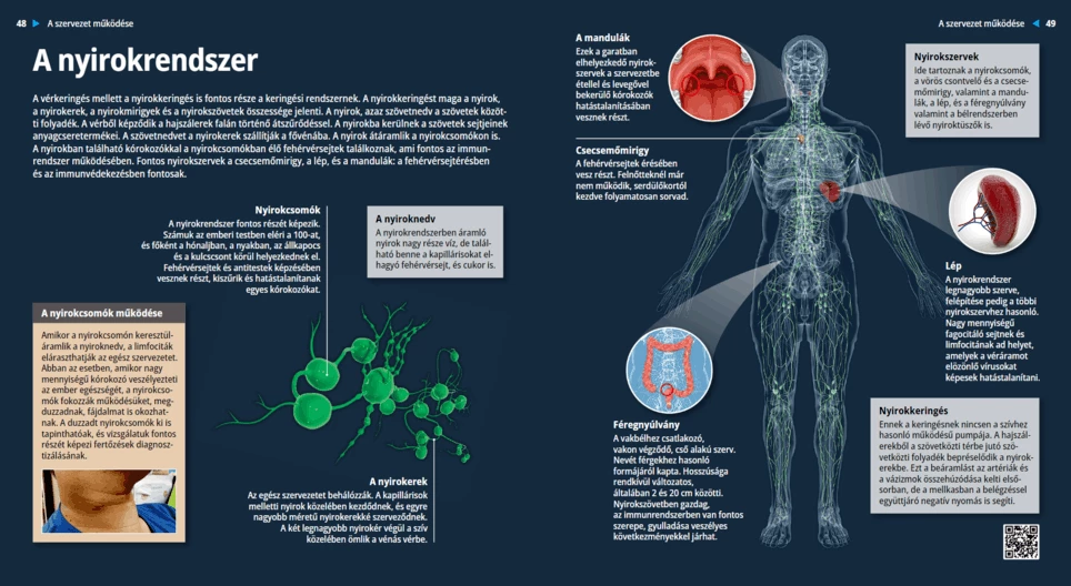 Das lymphatische System