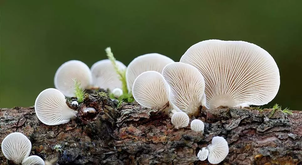 Die geheime Welt der Pilze