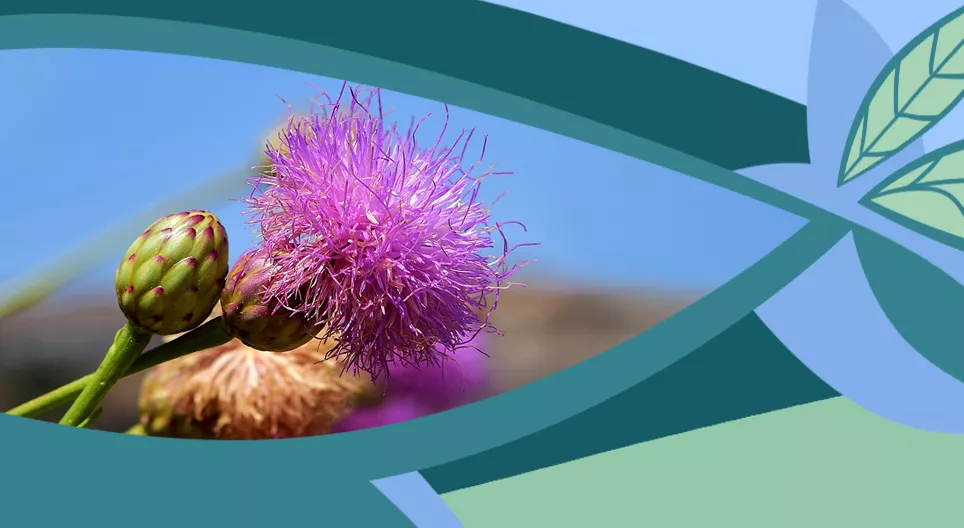 Die Blüte